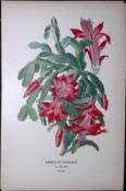Christmas Cactus Edward Step Rare Antique Botanical Book Plate-118