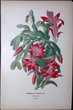Christmas Cactus Edward Step Rare Antique Botanical Book Plate-118