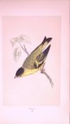 Siskin Rev Morris First Edition Antique Woodblock Engraving-162