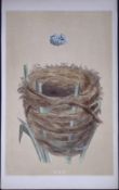 Rev Morris Sedge Warbler Bird Nest & Egg Antique Woodblock Engraving-62