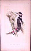 Great Spotted Woodpecker Bird- Rev Morris First Edition Antique Woodblock Engraving-119