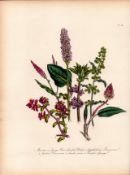 Rare 165-Yr-Old Antique Wildflower Gilt-Edged Illustration Jane Webb Loudon-52.
