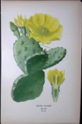 Prickly Pear Cactus Edward Step Rare Antique Botanical Book Plate-119