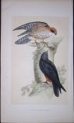 Orange-Legged Hobby Bird- Rev Morris First Edition Antique Woodblock Engraving-15