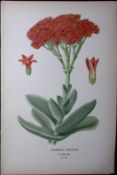 Crassula Falcata Flower Edward Step Rare Antique Botanical Book Plate-94