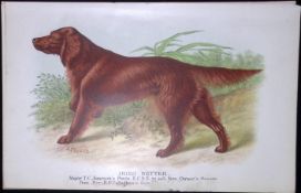 Irish Red Setter British Dogs by Hugh Dalziel 1889 Antique Coloured Book Plate-5