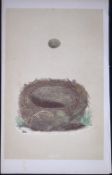 Rev Morris Sedge Warble Bird Nest & Egg Antique Woodblock Engraving-74
