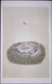 Rev Morris Great Tit Bird Nest & Egg Antique Woodblock Engraving-8e