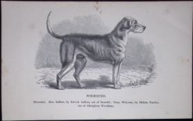 The Foxhound British Dogs by Hugh Dalziel 1889 Antique Book Plate-22