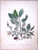 Rare 165-Yr-Old Antique Wildflower Gilt-Edged Illustration Jane Webb Loudon-31-A