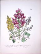 Rare 165-Yr-Old Antique Wildflower Gilt-Edged Illustration Jane Webb Loudon-48-A