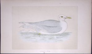 Iceland Gull Bird- Rev Morris First Edition Antique Woodblock Engraving-207