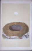 Rev Morris Blackstart Bird Nest & Egg Antique Woodblock Engraving-56