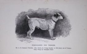 Wire-Haired Fox Terrier British Dogs by Hugh Dalziel 1889 Antique Book Plate-55