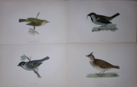 Job-Lot Rev Morris History of British Birds 130 Yrs-Old Antique Engravings-6