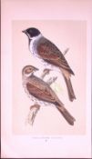 Black-Headed Bunting Rev Morris First Edition Antique Woodblock Engraving-151