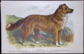 Collie British Dogs by Hugh Dalziel 1889 Antique Coloured Book Plate-8