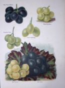 Grapes Vibert Muscat, Maroc, Muscadine Fruit Antique Mary Rivers Illustration-2.