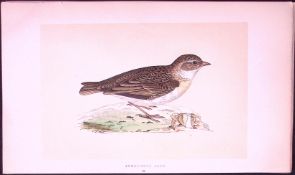 Short Toed Lark Rev Morris First Edition Antique Woodblock Engraving-144