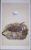 Rev Morris Golden Oriole Bird Nest & Egg Antique Woodblock Engraving-36