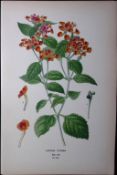 Lantana Camara Edward Step Rare Antique Botanical Book Plate-219