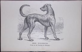 Irish Wolfhound Short British Dogs by Hugh Dalziel 1889 Antique Book Plate-18
