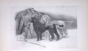 Poodles Antique Book Plate Rawdon Lee Modern Dogs 1894-9