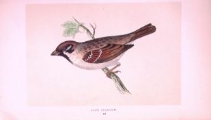 Tree Sparrow Rev Morris First Edition Antique Woodblock Engraving-157