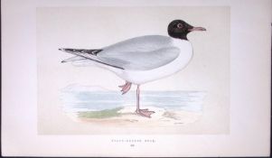 Black-Headed Gull Bird- Rev Morris First Edition Antique Woodblock Engraving-203