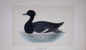 Tufted Duck Bird- Rev Morris First Edition Antique Woodblock Engraving-113