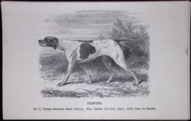 The Pointer British Dogs by Hugh Dalziel 1889 Antique Book Plate-27