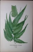 Variegated Brake Fern Edward Step Rare Antique Botanical Book Plate-308