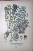 Grape Hyacinth Edward Step Rare Antique Botanical Book Plate-276