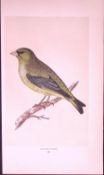 Greenfinch Rev Morris First Edition Antique Woodblock Engraving-159