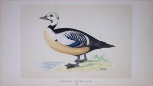 Steller’s Western Duck Bird- Rev Morris First Edition Antique Woodblock Engraving-94