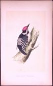 Lesser Spotted Woodpecker Bird- Rev Morris First Edition Antique Woodblock Engraving-120