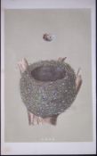Rev Morris Chaffinch Bird Nest & Egg Antique Woodblock Engraving-24