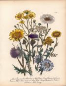 Rare 165-Yr-Old Antique Wildflower Gilt-Edged Illustration Jane Webb Loudon-42.