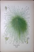 California Bulrush Edward Step Rare Antique Botanical Book Plate-299