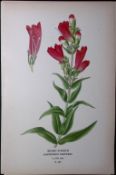 Beard-Tongue Edward Step Rare Antique Botanical Book Plate-209