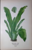Bird’s Nest Fern Edward Step Rare Antique Botanical Book Plate-306