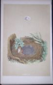 Rev Morris Chiff Chaff Bird Nest & Egg Antique Woodblock Engraving-76