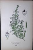 Black-Anthered Heath Edward Step Rare Antique Botanical Book Plate-165