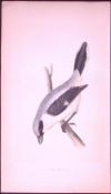 Great Shrike Bird- Rev Morris First Edition Antique Woodblock Engraving-33