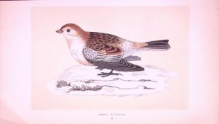 Snow Bunting Rev Morris First Edition Antique Woodblock Engraving-148