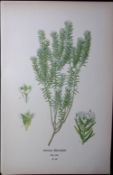 Phylica Epicoides Edward Step Rare Antique Botanical Book Plate-63