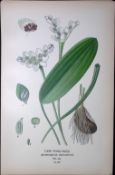 Cape Pond-Weed Edward Step Rare Antique Botanical Book Plate-297