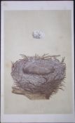 Rev Morris Hawfinch Bird Nest & Egg Antique Woodblock Engraving-3