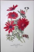 Flame Anemone Edward Step Rare Antique Flower Book Plate-4