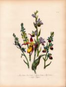 Rare 165-Yr-Old Antique Wildflower Gilt-Edged Illustration Jane Webb Loudon-57.